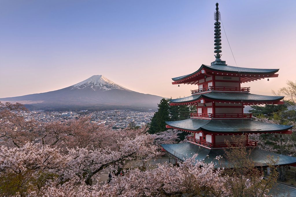 mount fuji with cherry blossoms