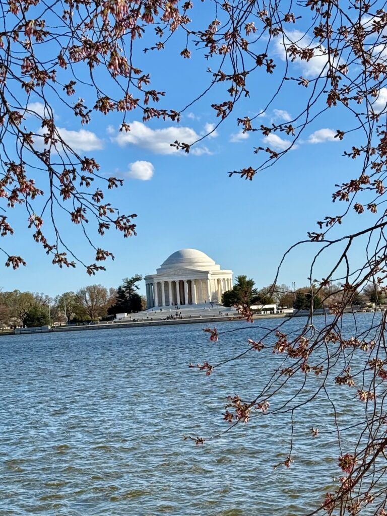 jefferson memorial with the cherry tree blossoms
