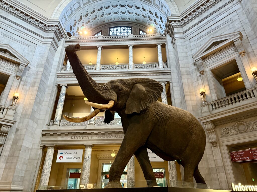 the big african elephant at national history museum