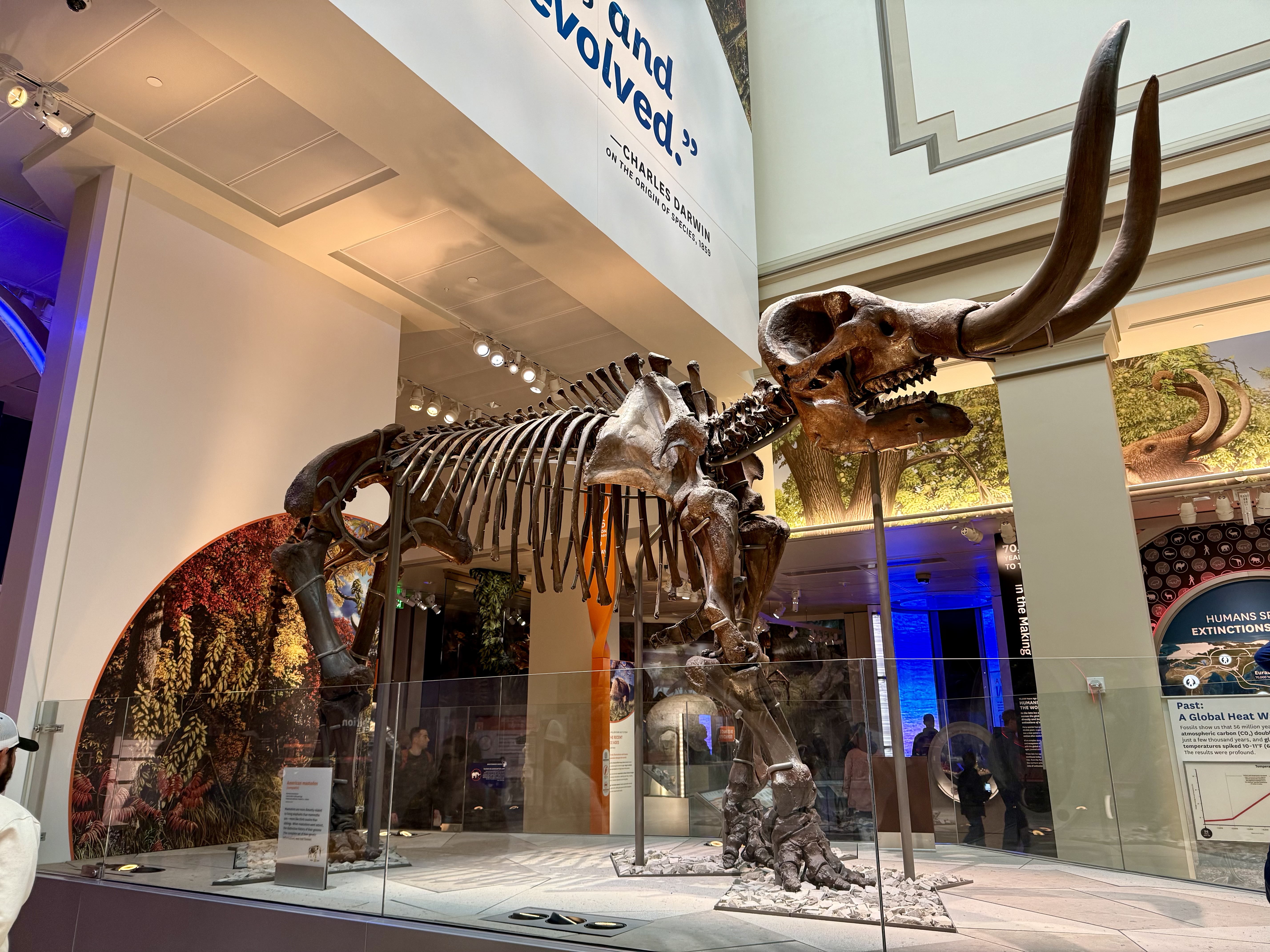 skeleton at american natural history museum