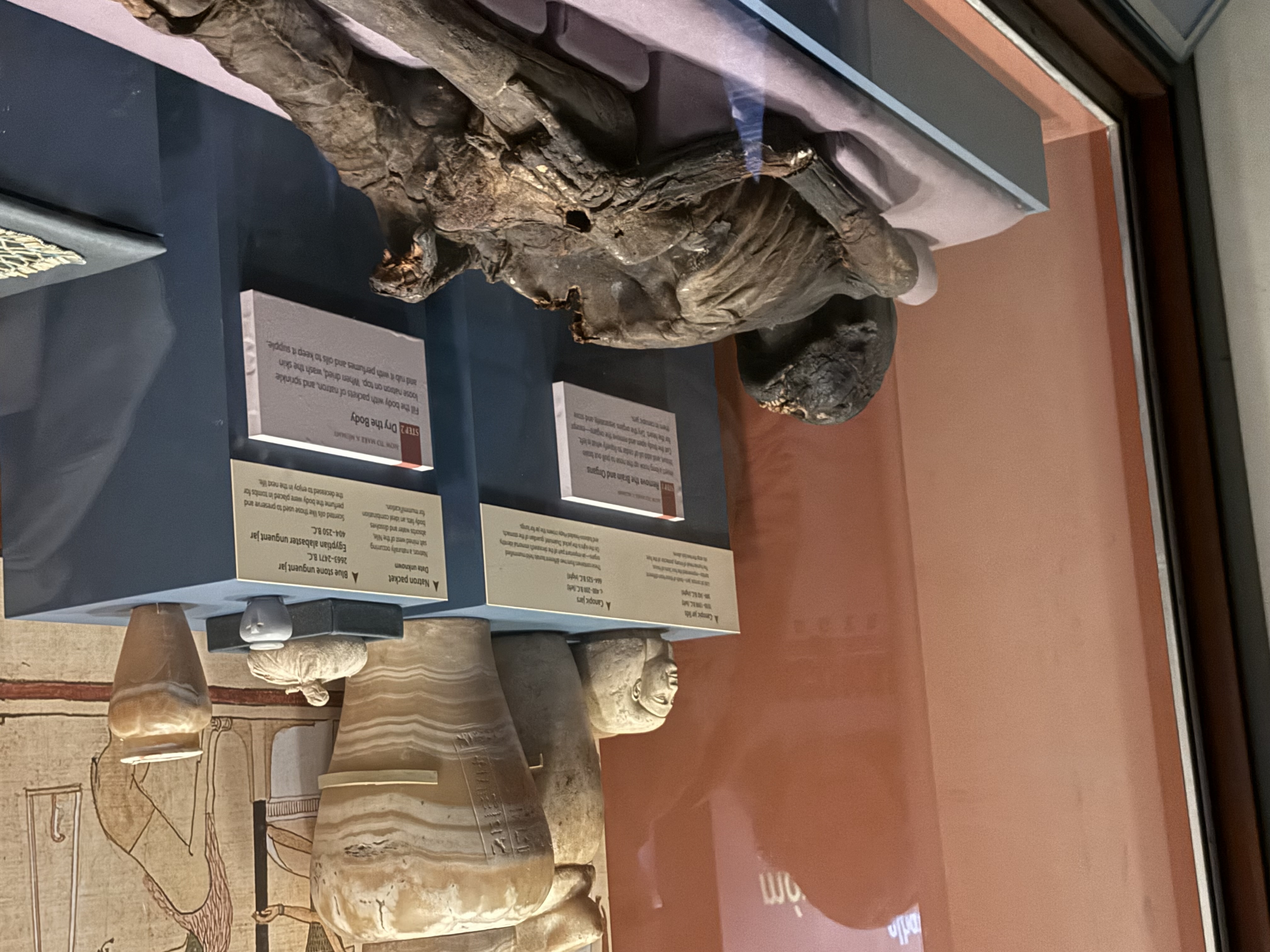 mummy at american natural history museum