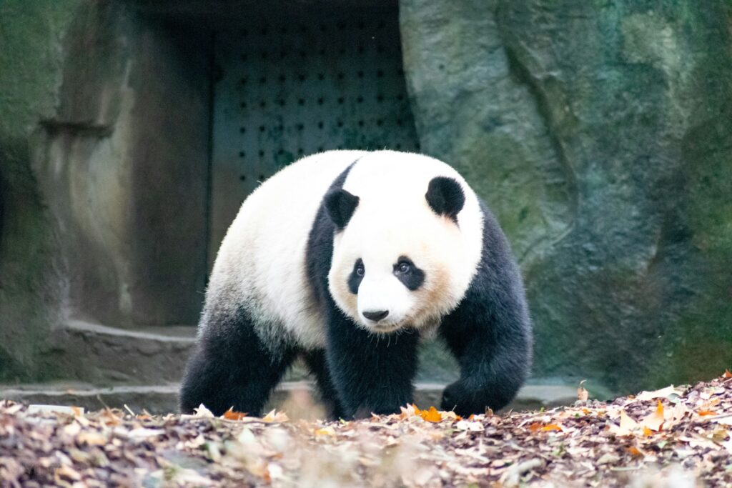 giant pandas in the zoo of washington dc