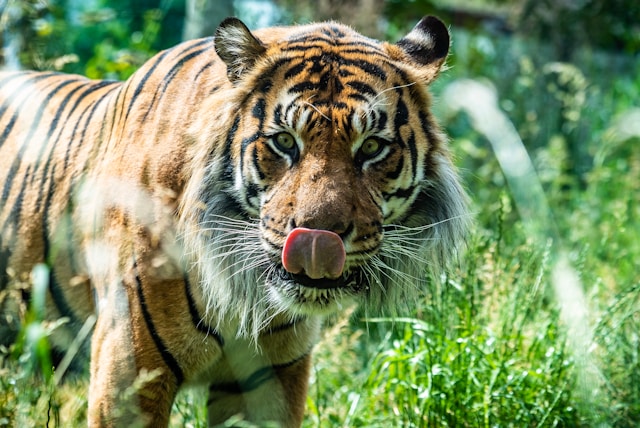 sumatran tiger at london zoo