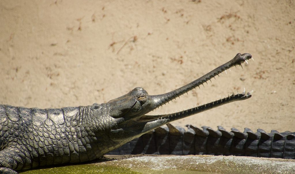 alligator in la zoo